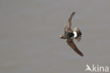 House swift (Apus affinis)