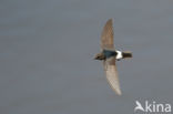 House swift (Apus affinis)