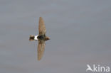Huisgierzwaluw (Apus affinis)