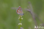 Common Blue (Polyommatus icarus)