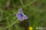 Common Blue (Polyommatus icarus)