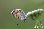 Common Blue (Polyommatus icarus)