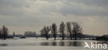 IJssel uiterwaarden