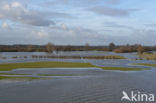 IJssel uiterwaarden