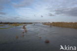 IJssel uiterwaarden