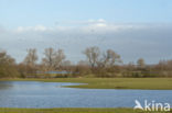 IJssel uiterwaarden