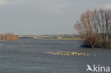 IJssel uiterwaarden