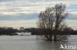 IJssel uiterwaarden