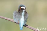 IJsvogel (Alcedo atthis)