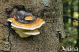 Late fall polypore (Ischnoderma resinosum)