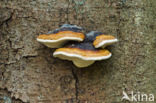 Late fall polypore (Ischnoderma resinosum)