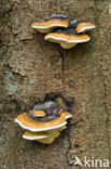 Late fall polypore (Ischnoderma resinosum)