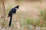 Black and White Cuckoo (Clamator jacobinus)