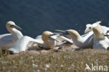 Northern Gannet (Morus bassanus)