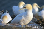 Northern Gannet (Morus bassanus)