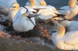 Northern Gannet (Morus bassanus)