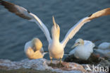 Northern Gannet (Morus bassanus)