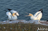 Northern Gannet (Morus bassanus)