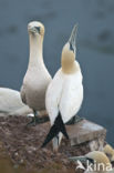 Northern Gannet (Morus bassanus)