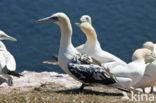 Northern Gannet (Morus bassanus)