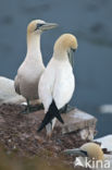 Northern Gannet (Morus bassanus)