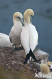 Northern Gannet (Morus bassanus)