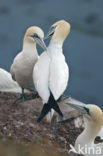 Northern Gannet (Morus bassanus)