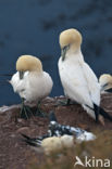 Northern Gannet (Morus bassanus)