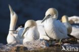 Northern Gannet (Morus bassanus)