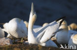 Northern Gannet (Morus bassanus)