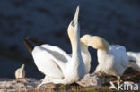 Northern Gannet (Morus bassanus)