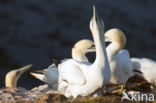 Northern Gannet (Morus bassanus)