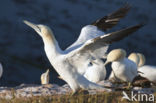 Northern Gannet (Morus bassanus)