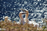 Northern Gannet (Morus bassanus)