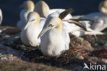 Northern Gannet (Morus bassanus)