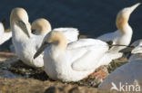 Northern Gannet (Morus bassanus)