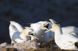 Northern Gannet (Morus bassanus)