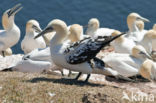 Northern Gannet (Morus bassanus)