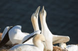 Northern Gannet (Morus bassanus)