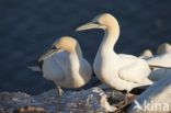 Northern Gannet (Morus bassanus)