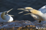 Northern Gannet (Morus bassanus)