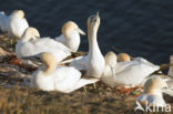 Northern Gannet (Morus bassanus)