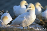 Northern Gannet (Morus bassanus)