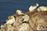 Northern Gannet (Morus bassanus)