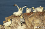 Northern Gannet (Morus bassanus)