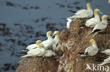 Northern Gannet (Morus bassanus)