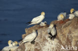 Northern Gannet (Morus bassanus)