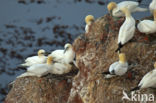 Northern Gannet (Morus bassanus)