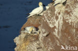 Northern Gannet (Morus bassanus)