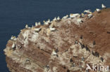 Northern Gannet (Morus bassanus)